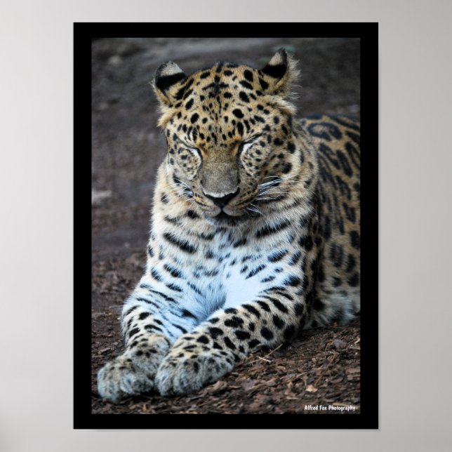 Póster Ojos de leopardo cerrados (Frente)