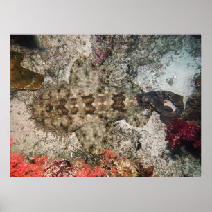 Póster Ojos de pájaros de un Wobbegong