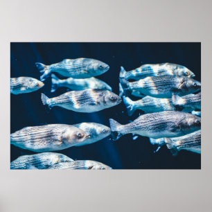 PÓSTER OJOS DE PESCADO