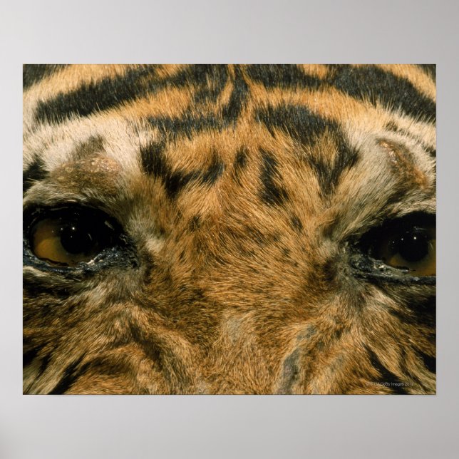 Póster Ojos de tigre (Frente)