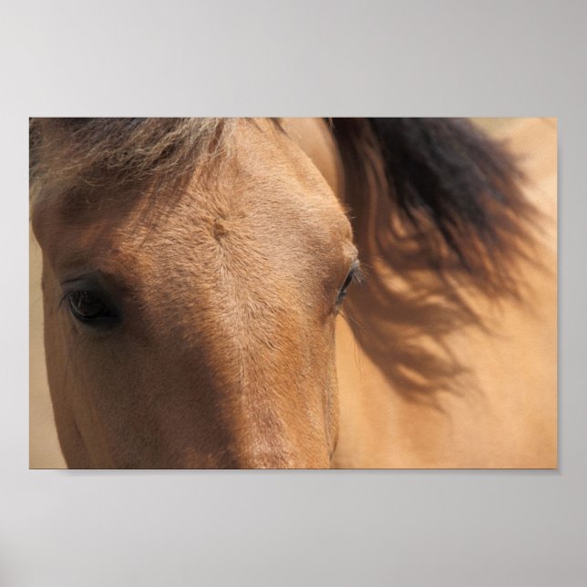 Póster Ojos de un Poster de caballos marrones (Frente)