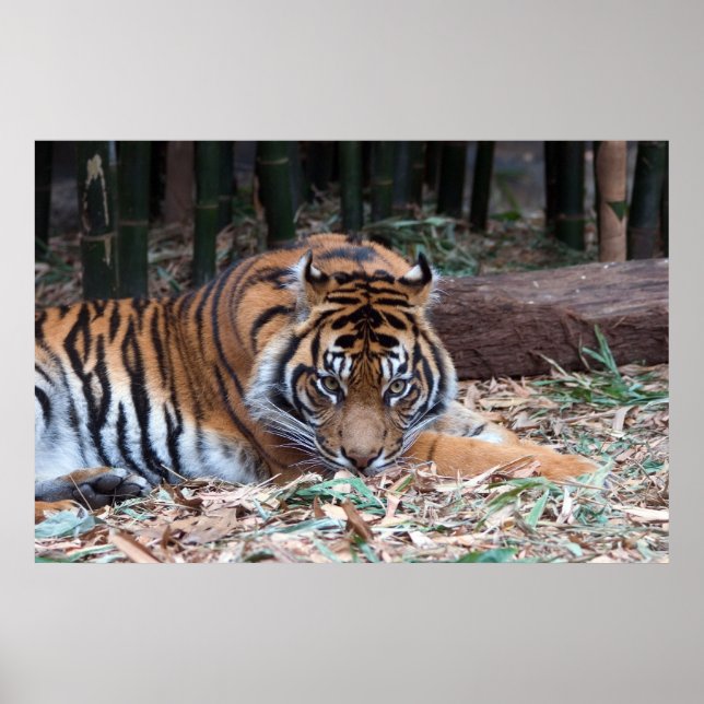 Póster Ojos del tigre (Frente)