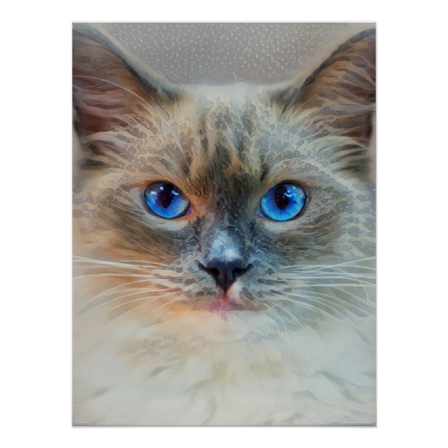 Póster Ojos gatos y azules siameses (Anverso)