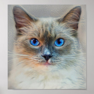 Póster Ojos gatos y azules siameses