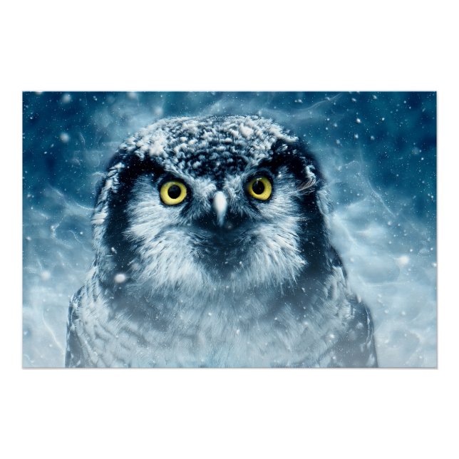 Póster Ojos grandes de búho de nieve (Anverso)