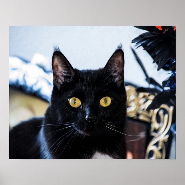 Póster ojos mágicos de gatito (Frente)