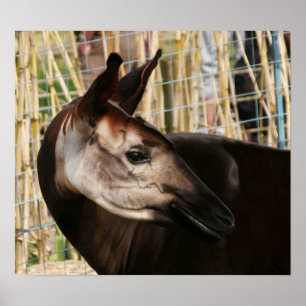 Póster Okapi