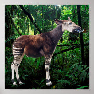 Póster Okapi