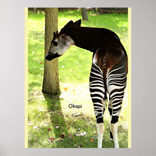 Póster Okapi, Angola, África