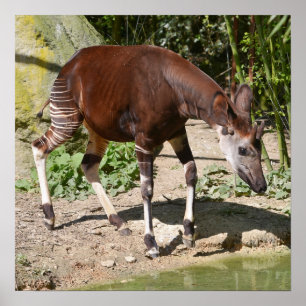Póster Okapi cerca del estanque