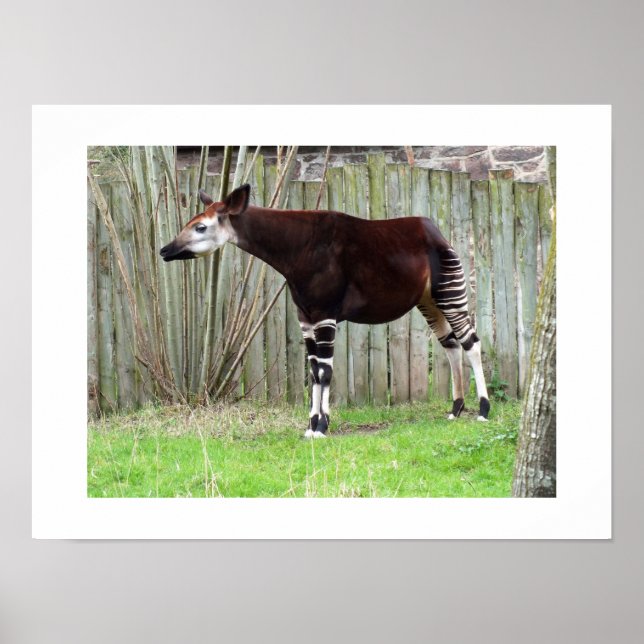 Póster Okapi junto a una cerca (Frente)