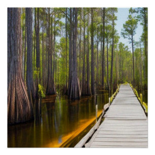 Póster Okefenokee Swamp