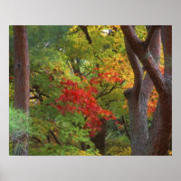 Okochi Sanso, Arashiyama, Kyoto, Japón 5