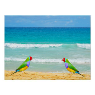 Póster Olas, cielo y surf en la playa de Boa Vista