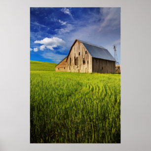 Póster Old Barn Surrounded by Spring Wheat Field 1