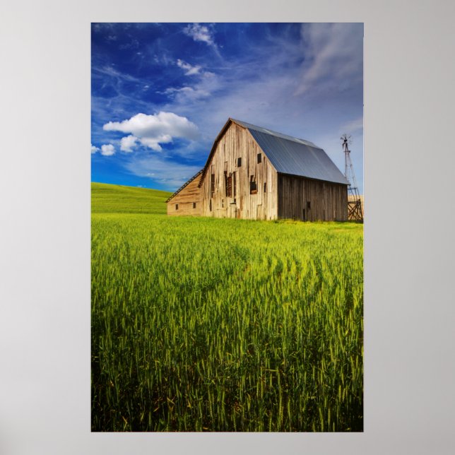 Póster Old Barn Surrounded by Spring Wheat Field 1 (Frente)