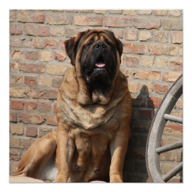Póster old english Mastiff  (Anverso)