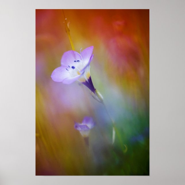 Póster Old Point Loma Lighthouse | Cabrillo Monument (Frente)