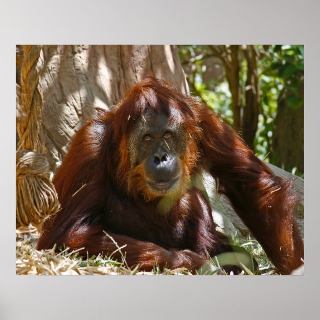 Póster "Old Soul" (Frente)