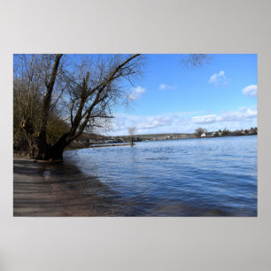 Póster Old tree on the riverbank by Nierstein in Germany