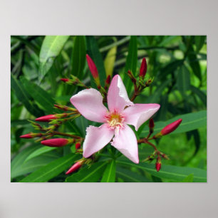 Póster oleador rosa