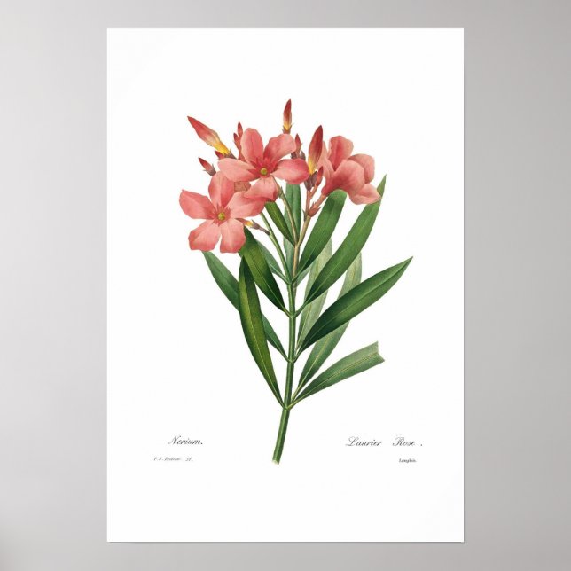 Póster Oleander (Frente)