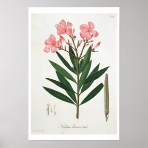 Póster Oleander de 'Phytographie Medicale' por Joseph Ro