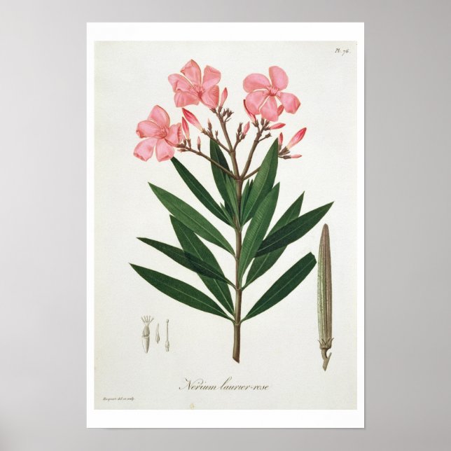 Póster Oleander de 'Phytographie Medicale' por Joseph Ro (Frente)