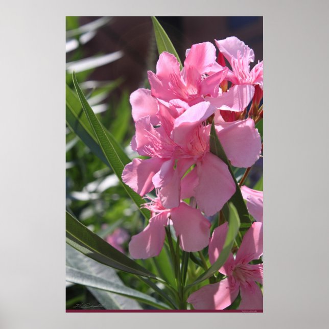 Póster Oleander Poster -24x36 -otros tamaños disponibles (Frente)