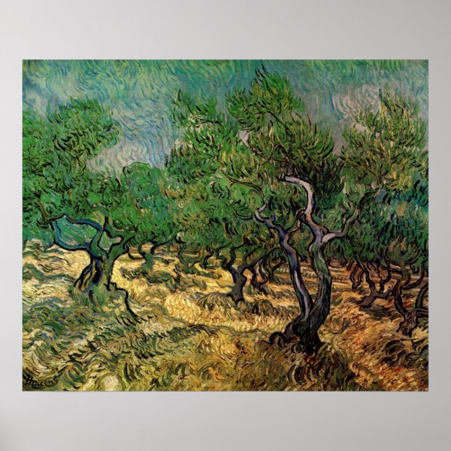 Póster Olive Grove de Vincent van Gogh (Frente)