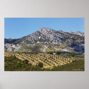 Póster Olive Groves