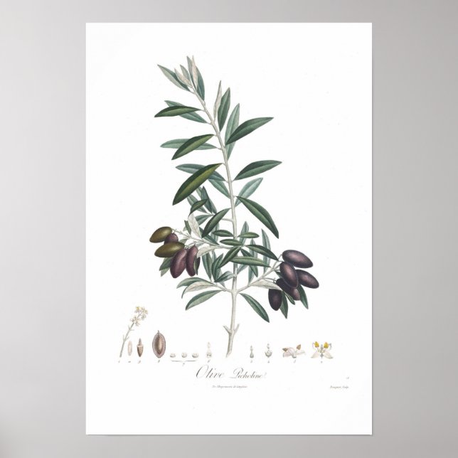 Póster Olive,Olea europaea (Frente)