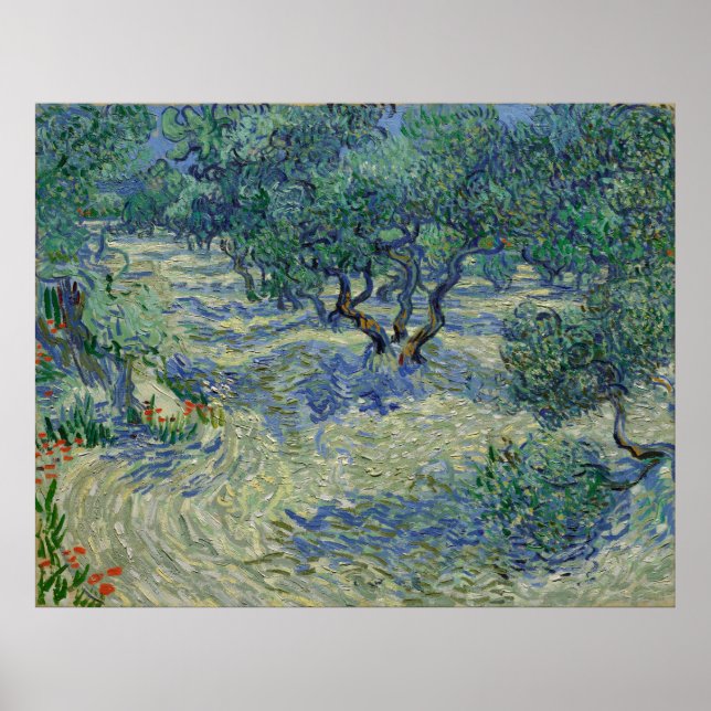 Póster Olive Orchard de Vincent Van Gogh (Frente)