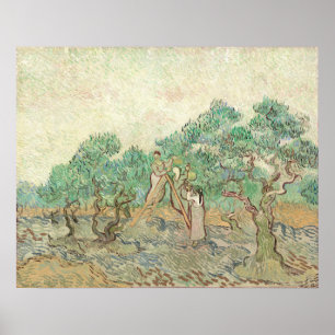 Póster Olive Orchard - Vincent van Gogh Fine Art Poster
