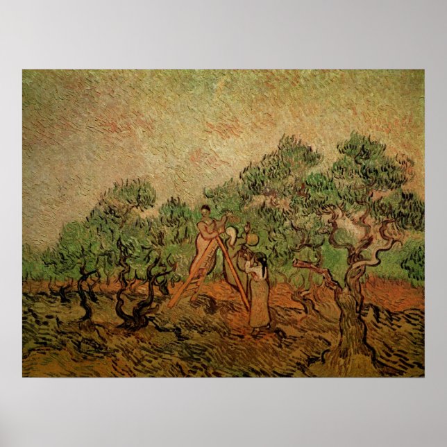 Póster Olive Picking por Vincent van Gogh (Frente)