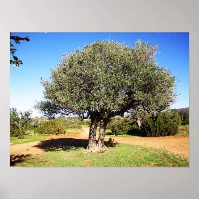 Póster Olive Tree (Frente)