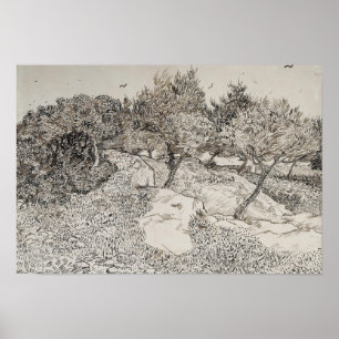 Póster Olive Trees Sketch