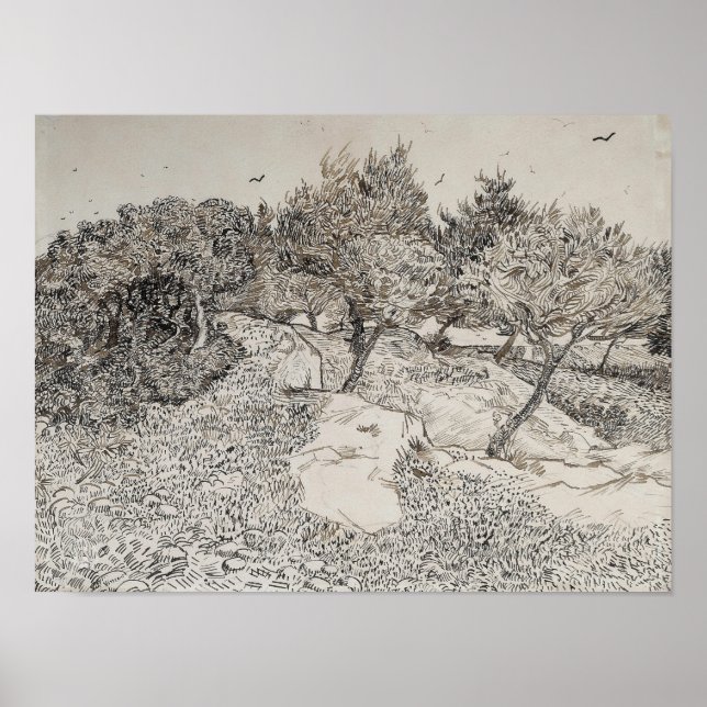 Póster Olive Trees Sketch (Frente)