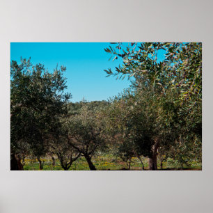 Póster Olivos en el paisaje de Apulia en otoño. ag