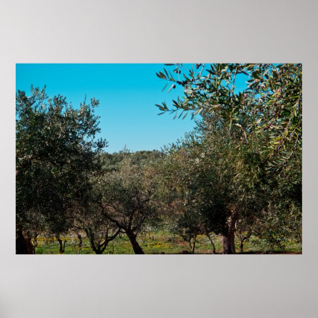 Póster Olivos en el paisaje de Apulia en otoño. ag (Frente)