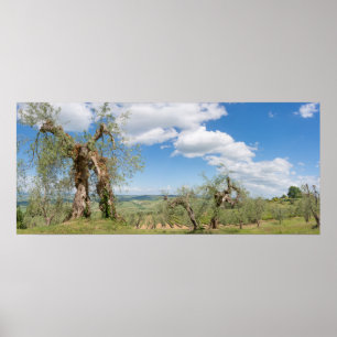 Póster Olivos viejos en un paisaje en Toscana
