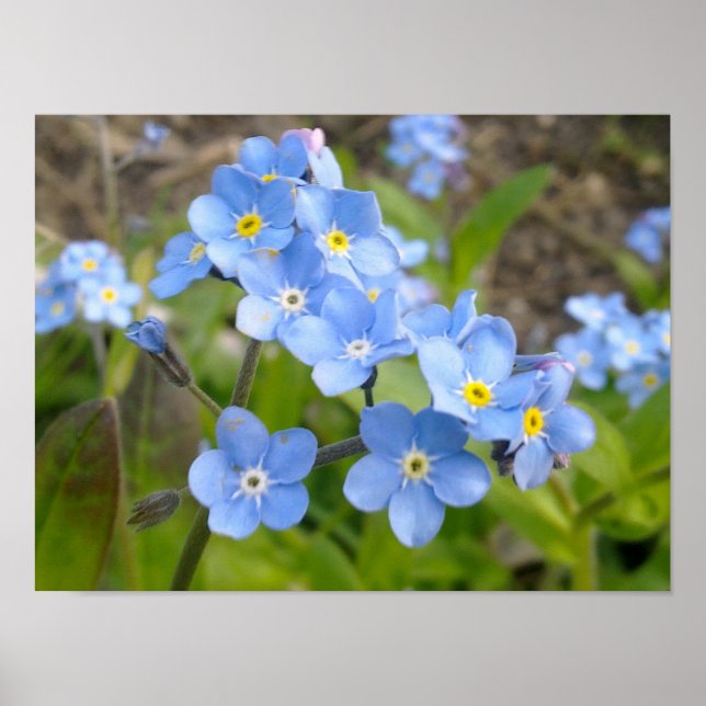 Póster Olvídate de mí no Poster (Frente)