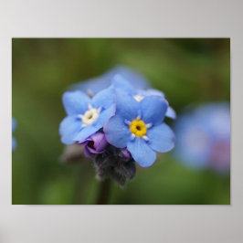 Póster ¡Olvídate de mí para siempre y para siempre!