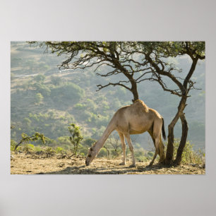 Póster Omán, región de Dhofar, Salalah. Camello