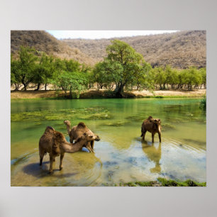 Póster Omán, Wadi darbat