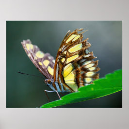 Póster On the Green