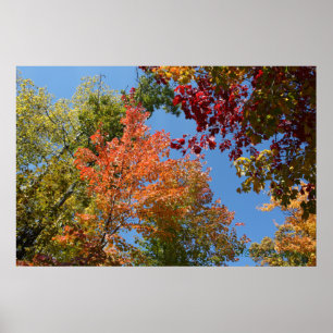 Póster On The Tree Tops