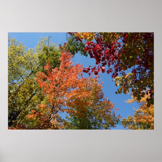 Póster On The Tree Tops (Frente)