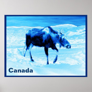 Póster Once In A Blue Moose