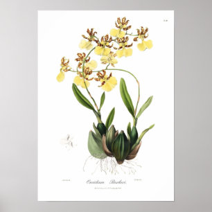 Póster Oncidium Barkeri